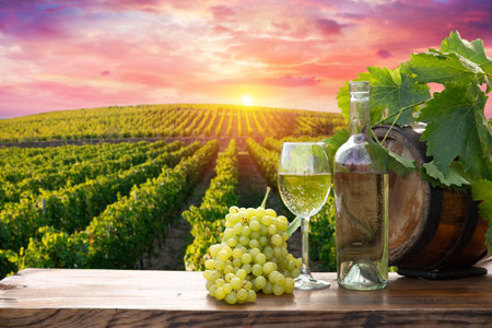 Red wine with barrel on vineyard inの写真素材