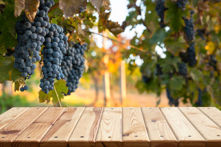 blurred background of vineyard and brown tableの写真素材