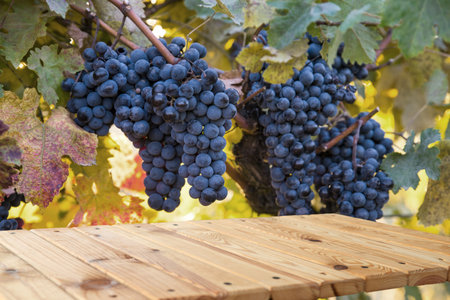 blurred background of vineyard and brown tableの写真素材
