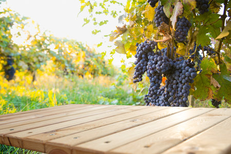 blurred background of vineyard and brown tableの写真素材