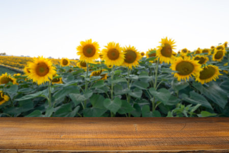 sunflower seeds in sack. Sunflower seeds inの写真素材