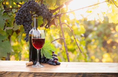 Ripe wine grapes on vines in Tuscany