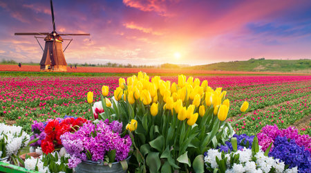 Landscape with tulips, traditional dutch windmills andの写真素材