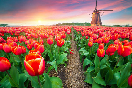 Landscape with tulips, traditional dutch windmills andの写真素材