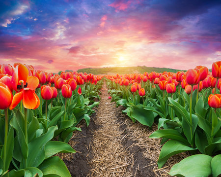 Landscape with tulips, traditional dutch windmills andの写真素材