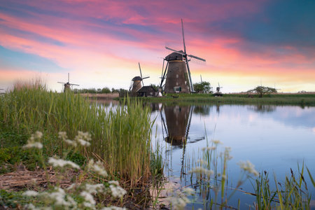 Landscape with tulips, traditional dutch windmills andの写真素材