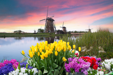 Landscape with tulips, traditional dutch windmills andの写真素材