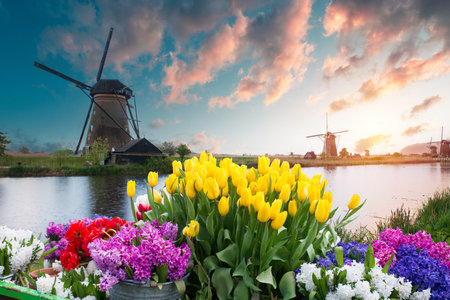 Landscape with tulips, traditional dutch windmills andの写真素材