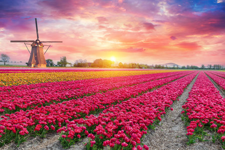 Landscape with tulips, traditional dutch windmills andの写真素材