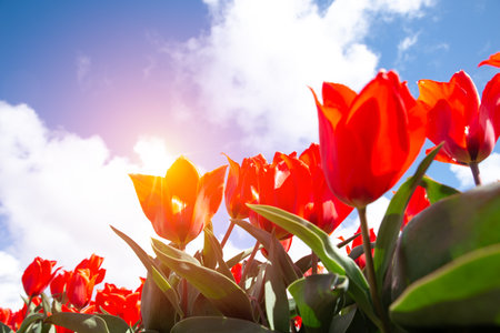 Landscape with tulips, traditional dutch windmills andの写真素材