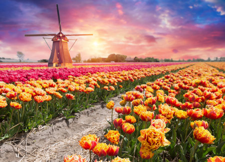 Landscape with tulips, traditional dutch windmills andの写真素材