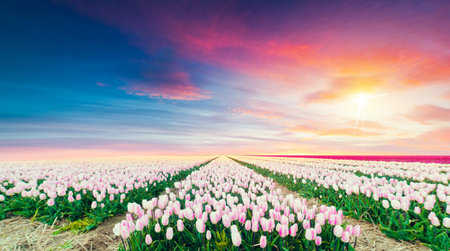 Landscape with tulips, traditional dutch windmills andの写真素材