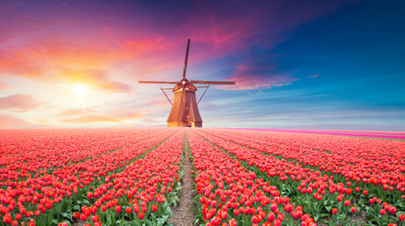 Landscape with tulips, traditional dutch windmills andの写真素材