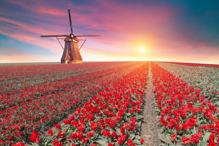 Landscape with tulips, traditional dutch windmills andの写真素材