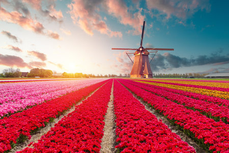Windmill in Holland Michigan - An authenticの写真素材