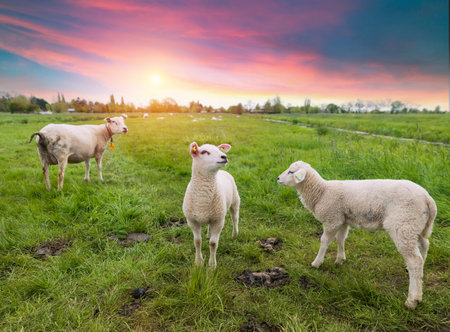 Sheeps in a meadow on green grassの写真素材