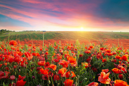 panorama of a field of red poppiesの写真素材