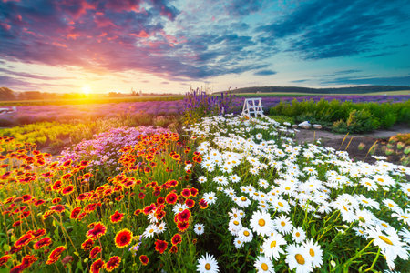 A beautiful, sun-drenched spring summer meadowの写真素材