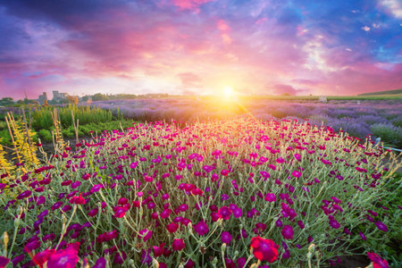 A beautiful, sun-drenched spring summer meadowの写真素材
