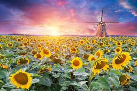 Panorama Landscape Of Sunflower fields And blueの写真素材
