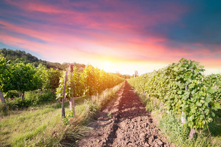 Beautiful vineyards at sunset in Tuscany, Italyの写真素材