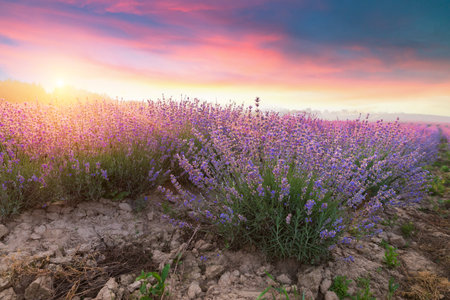 Lavender field summer sunset landscape near Valensoleの写真素材