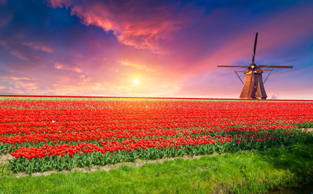 Landscape with tulips, traditional dutch windmills andの写真素材