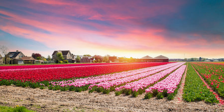 Landscape with tulips, traditional dutch windmills andの写真素材