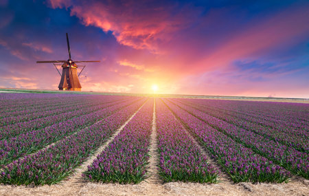 Landscape with tulips, traditional dutch windmills andの写真素材