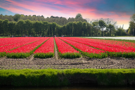 Landscape with tulipsの写真素材
