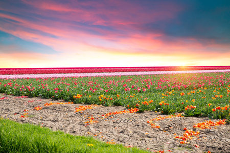 Landscape with tulipsの写真素材