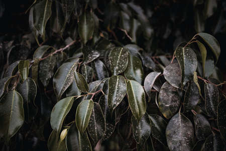 Tree Leaves, Scary Tree Leaves, Twilight Shot.の写真素材