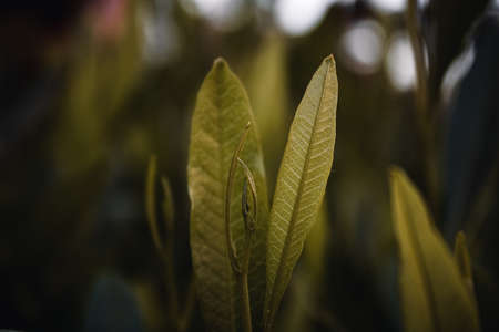 Autumn Leaves, Brown Dying Leaves, Lonely.