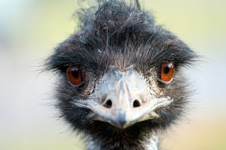 Ostrich portrait with bright eyes