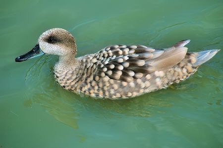 A beautiful marbled teal on the waterの写真素材