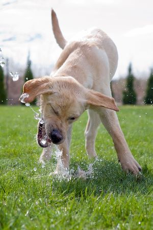 A dog drinking water from a hoseの写真素材