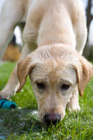 A dog drinking water straight from a garden hoseの写真素材