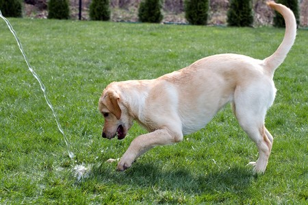Young golden labrador playing in a gardenの写真素材