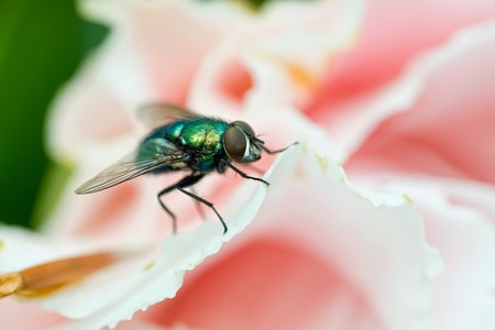 Long-legged fly (dolichopodidae) on a rose's petalの写真素材