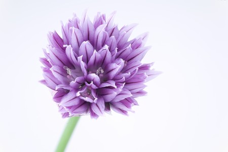 Garlic flower (allium) isolated on whiteの写真素材
