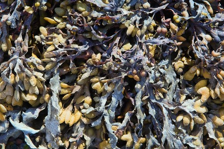 Algae visible during low tideの写真素材