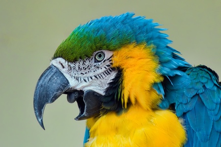 Portrait of blue and yellow macaw (ara araruna)の写真素材
