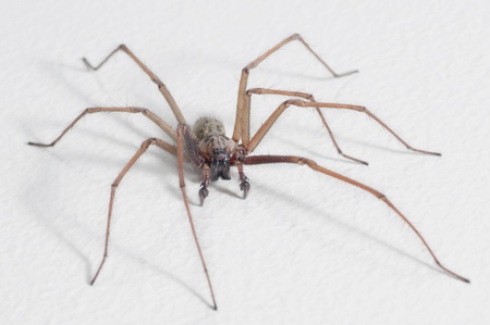House spider (tegenaria domestica)