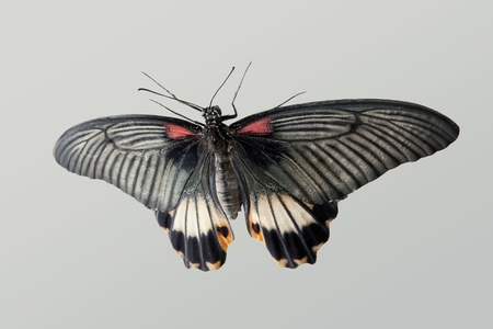Beautiful tropical butterfly on a white backgroundの写真素材