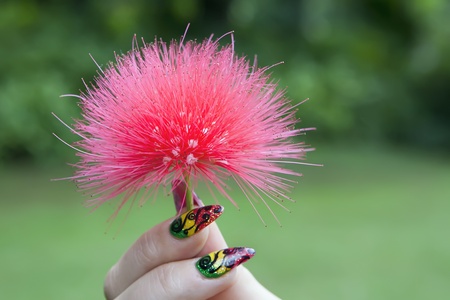 Powderpuff flower (Calliandra) in bright pinkの写真素材