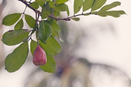 Jamaican ackee fruit - Blighia sapidaの写真素材