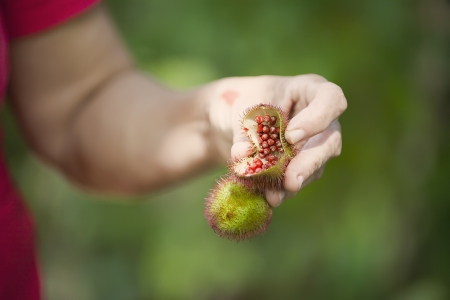 Annatto fruit with seeds, source of red dyeの写真素材