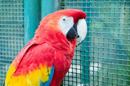 Ara chloropterus, red and green macawの写真素材