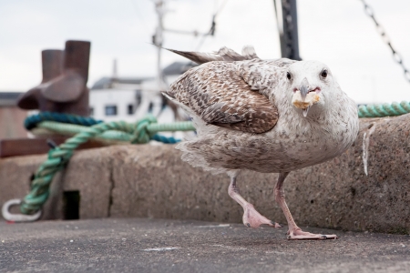 Juvenile seagull with bread in beakの写真素材