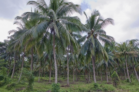 Coconut palm tees growing in Jamaicaの写真素材